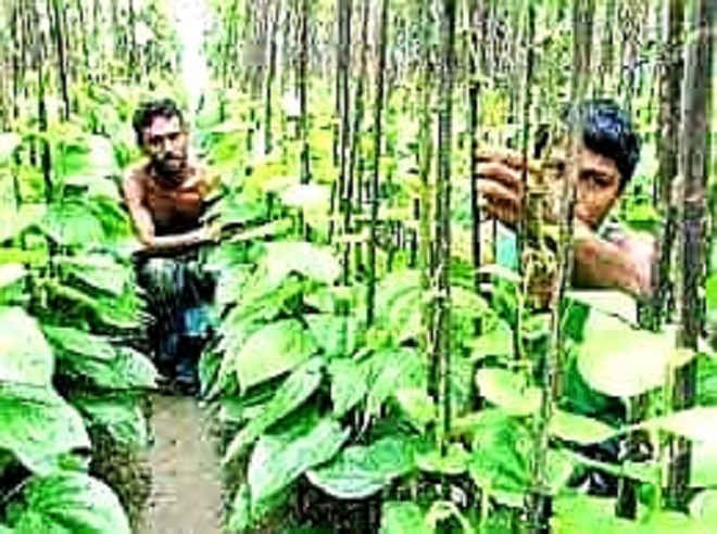 খরচ অপেক্ষা দাম কমে হতাশ দুর্গাপুর রাজশাহীর পান চাষীরা