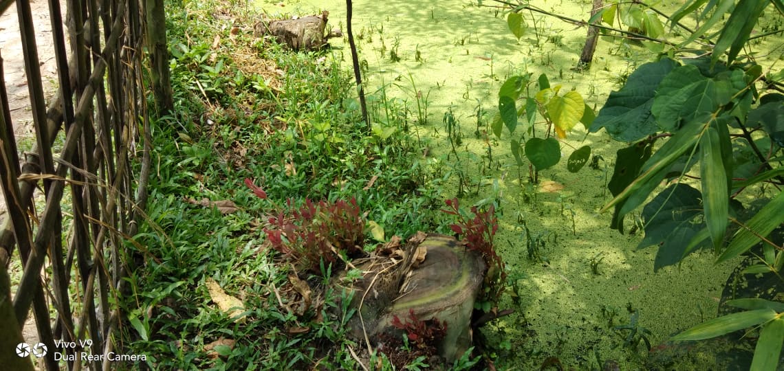 সুন্দরগঞ্জে সরকারি রাস্তার গাছ কর্তনের অভিযোগ