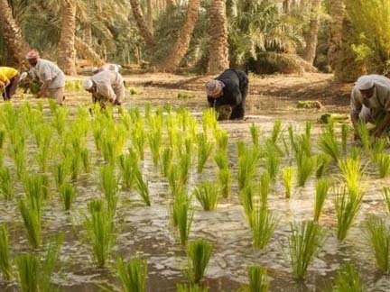 সবচেয়ে দামি চালের আবাদ সৌদি আরবে