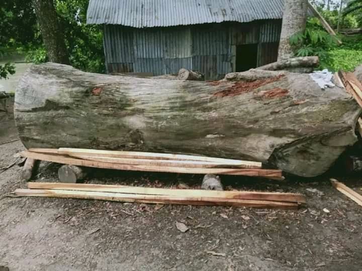 লোহালিয়া কুড়িপাইকা সরকারি প্রাঃ বিদ্যালয়ের লক্ষাধিক টাকার রেন্ট্রিগাছ আত্মসাতের প্রচেষ্টা