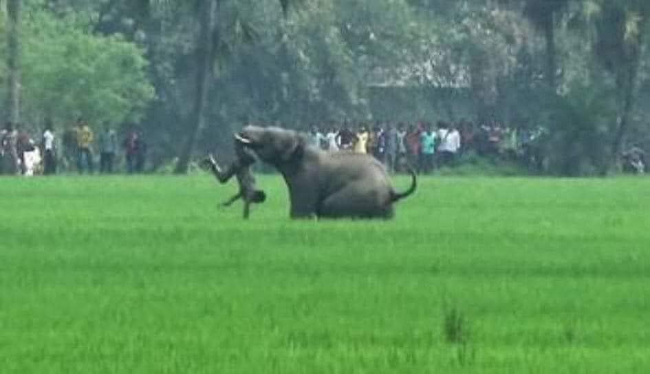 গর্ভবতী হাতির মৃত্যু প্রসঙ্গে যে কথা কেউ বলেনি।