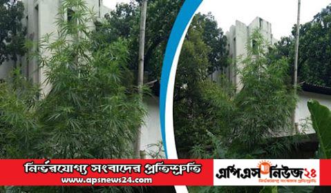 ঢাকা বিশ্ববিদ্যালয়ের হলের মাঠে গাঁজা গাছ, ছবি ভাইরাল!