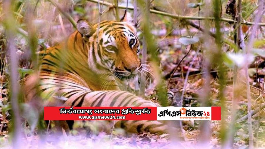 সুন্দরবনে রয়েল বেঙ্গল টাইগারের মৃত্যু