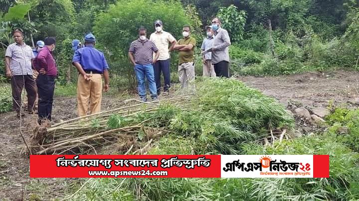 কুষ্টিয়ার ভেড়ামারায় ৫৫ টি গাজার গাছ উদ্ধার