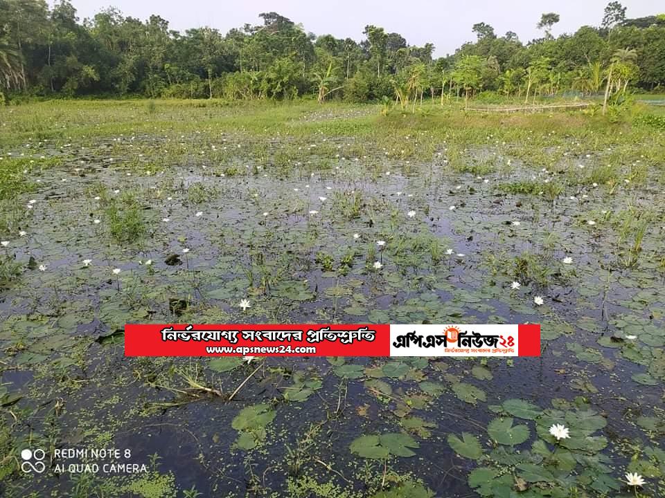 দীর্ঘ ৯বছর পর চলনবিলে ফুটলো শাপলা