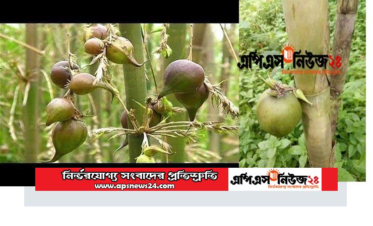 বাঁশ গাছের বাঁশ ফল…