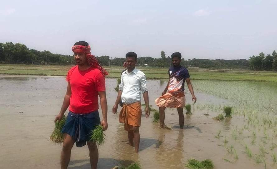 মানবিক ছাত্রলীগ পাবনা বিজ্ঞান ও প্রযুক্তি বিশ্ববিদ্যালয় শাখার উদ্যোগে কৃষকের ধান রোপন