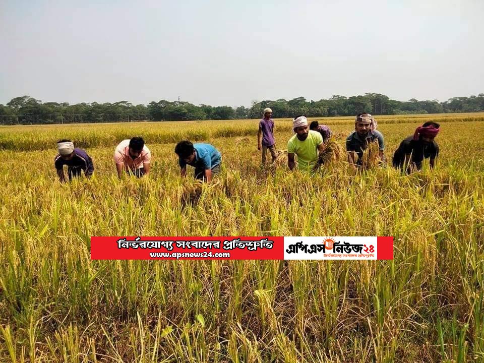 উজিরপুরে কৃষকের ধান কেটে দিল স্বেচ্ছাসেবক লীগ