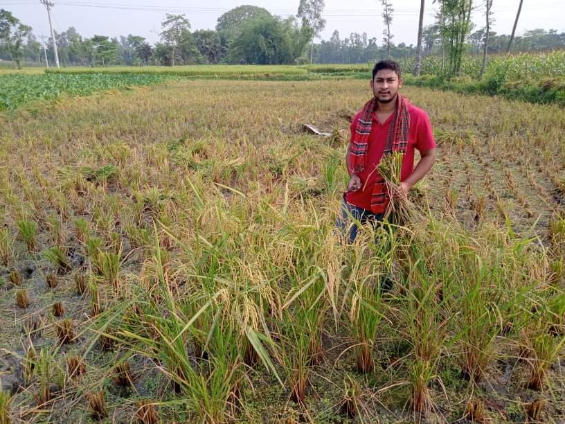 কৃষকের ধান কেটে দিলেন ছাত্রলীগ নেতা তাজ