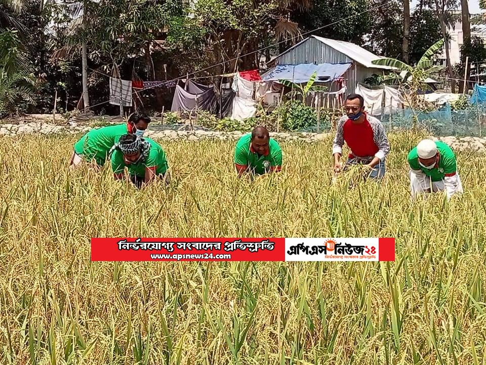 শ্রমিক সংকটে থাকা কৃষকের ধান কেটে ঘরে তুলে দিল মহিপুর থানা যুবলীগ