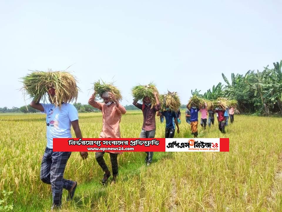 কৃষকের ধান কেটে দিলো রাঙ্গাবালী উপজেলা ছাত্রলীগ।